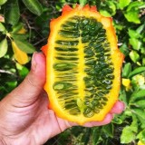 عکس کوچک بذر خیار آفریقایی آرکا بذر ایرانیان