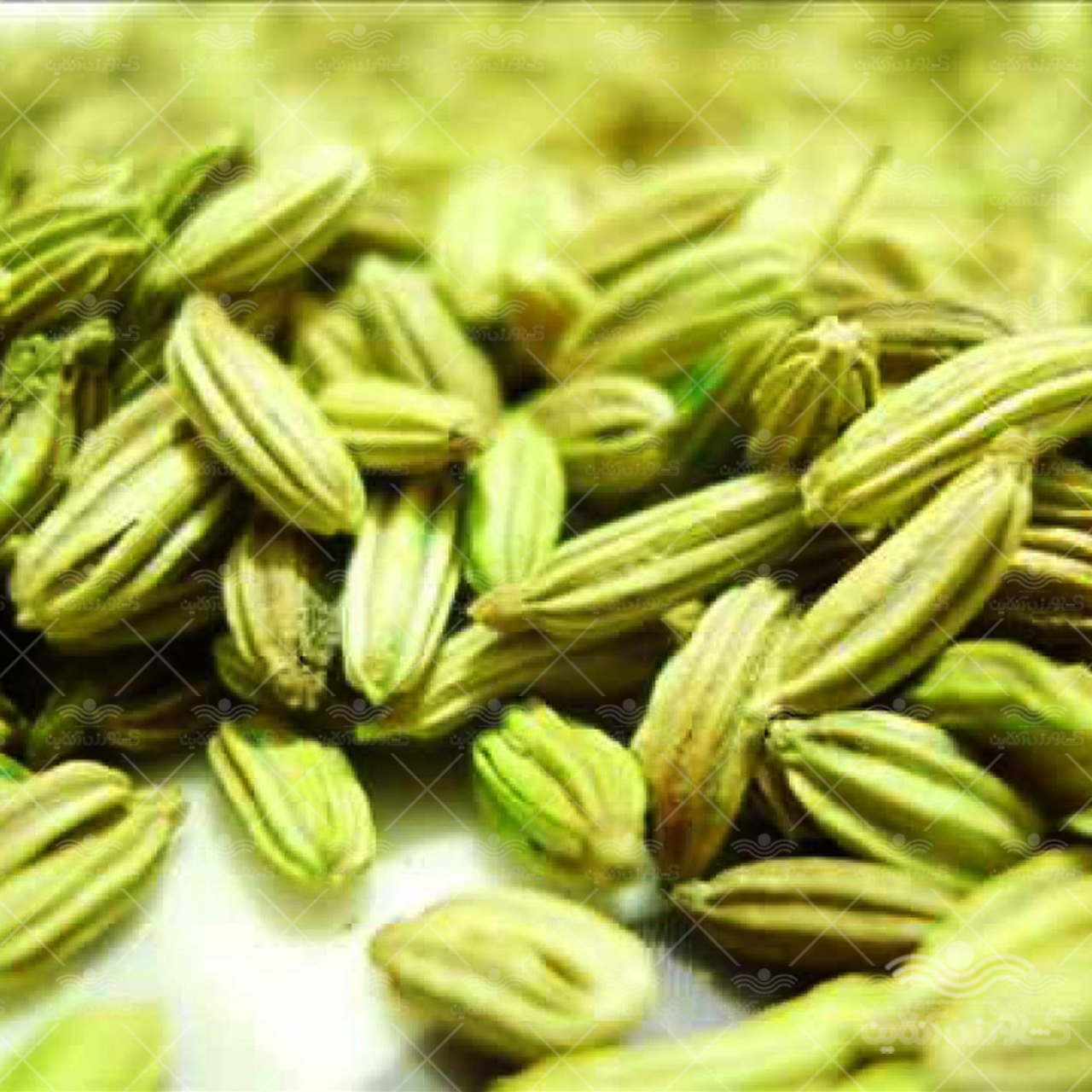 بذر خانگی زیره سبز آرکا بذر ایرانیان 2