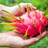 عکس کوچک بذر خانگی دراگون آرکا بذر ایرانیان 2
