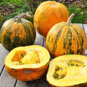 بذر کدو پوست کاغذی ببری آرکا بذر ایرانیان
