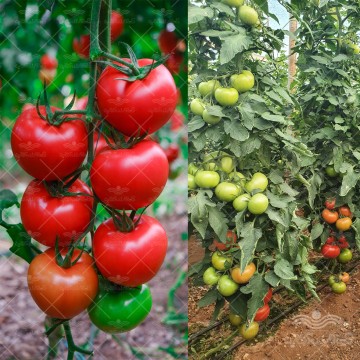 بذر گوجه فرنگی درختی و داربستی کوانتوم خانگی 10 عددی