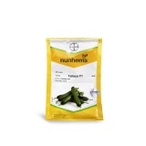 عکس کوچک بذر خیار گلخانه ای تک گل تالیسیا نانهمز 500 عددی