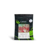 عکس کوچک بذر گوجه فرنگی زیتونی گلخانه ای سانتیاگو کاملا مشابه سانتلا