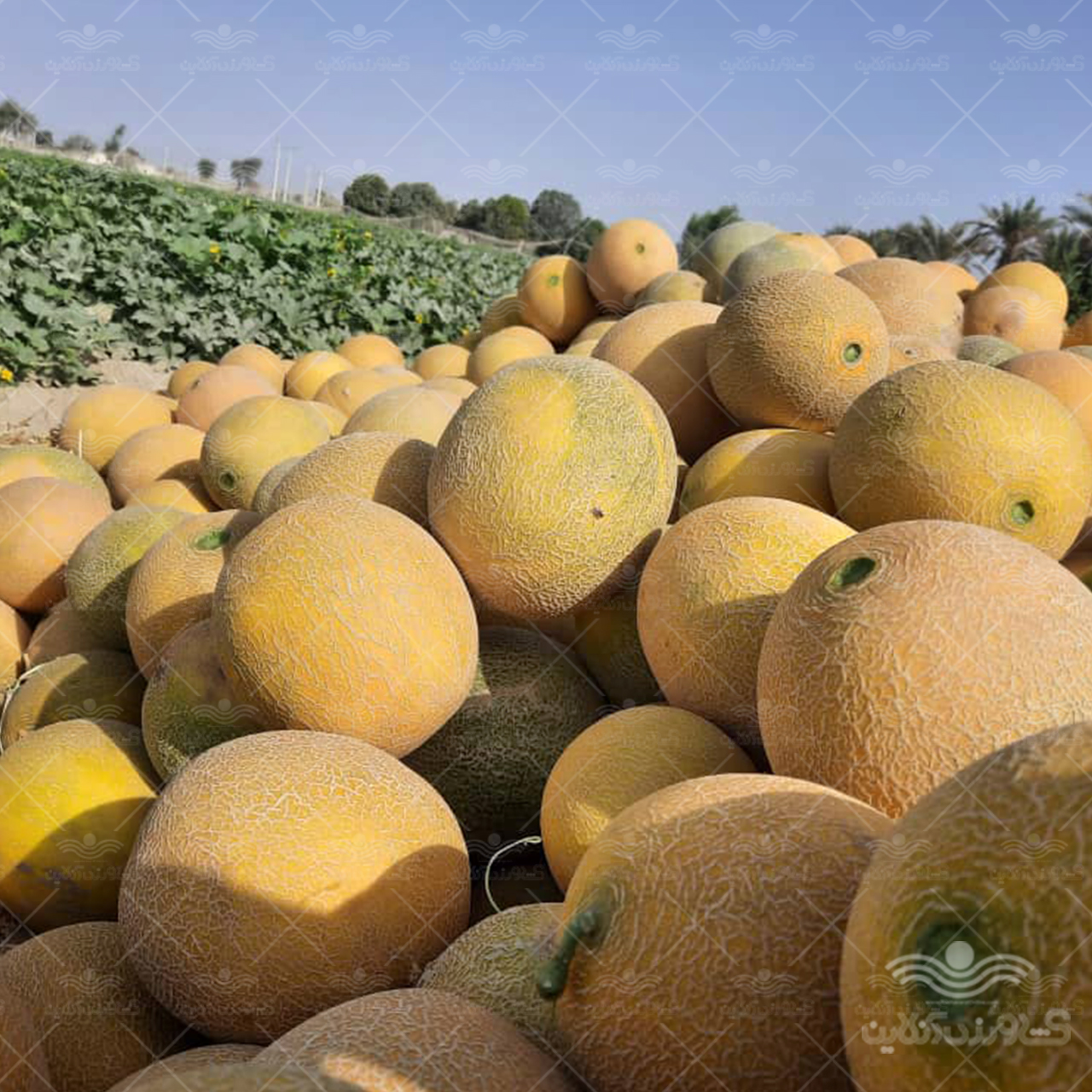 بذر خربزه گالیا تو سبز ناسکو آمریکا 3
