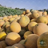 عکس کوچک بذر خربزه گالیا تو سبز ناسکو آمریکا 3