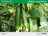 عکس کوچک بذر خيار پرگل گلخانه ای ویهان نسکو 2