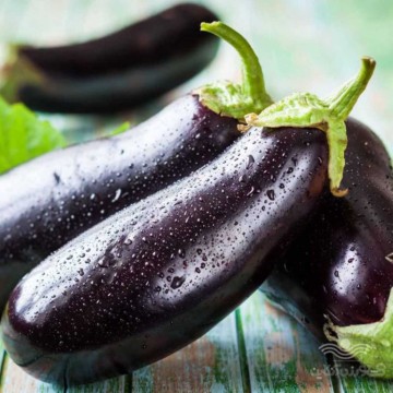 بذر بادمجان قلمی هیبرید جگوار خانگی مناسب گلخانه و فضای باز
