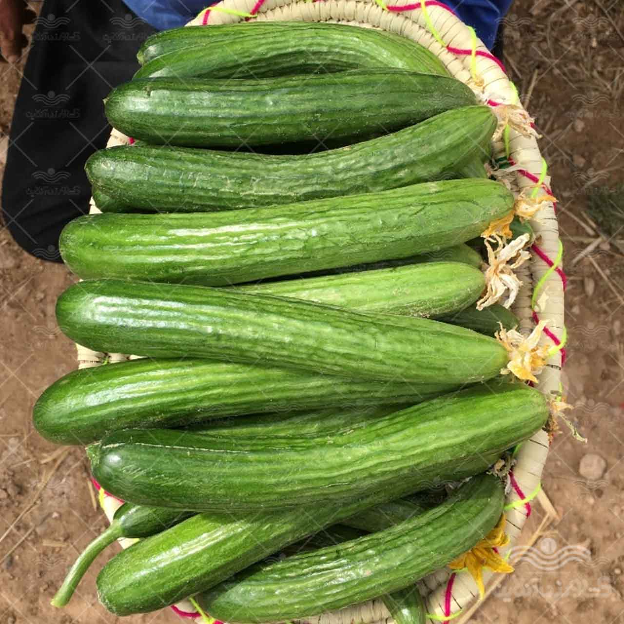 بذر خیار هیمالیا نیکرسون هلند پارتنوکارپ مخصوص کشت تونلی و فضای باز 500 عددی 1