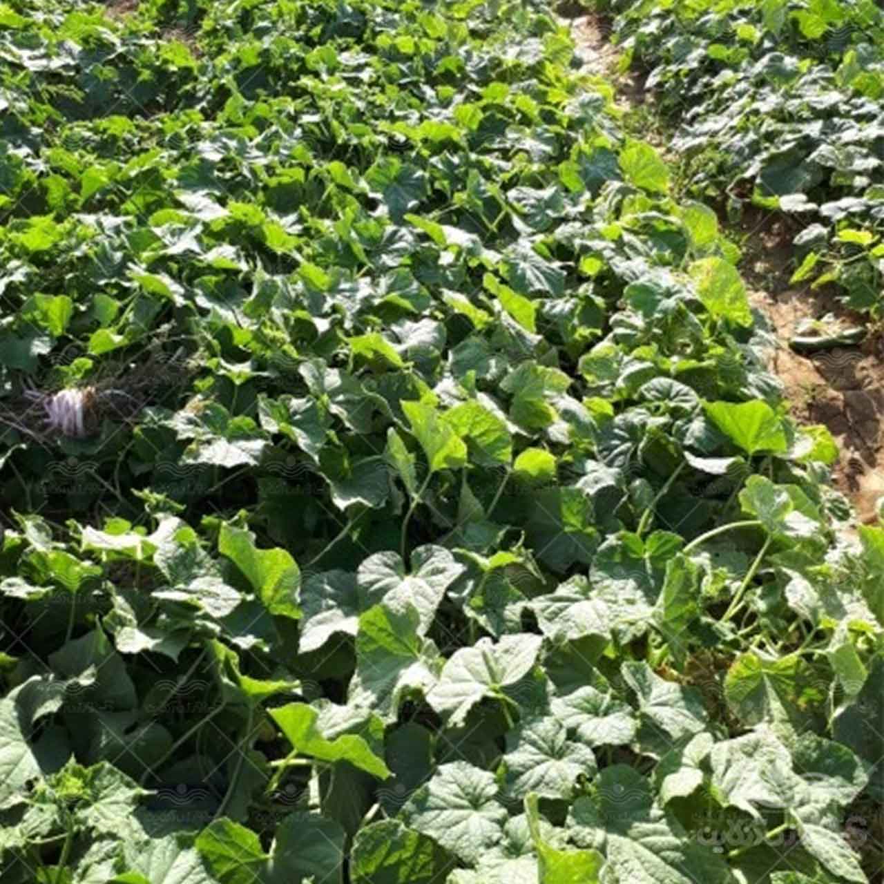 بذر خیار هیمالیا نیکرسون هلند پارتنوکارپ مخصوص کشت تونلی و فضای باز 500 عددی 2
