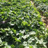 عکس کوچک بذر خیار هیمالیا نیکرسون هلند پارتنوکارپ مخصوص کشت تونلی و فضای باز 500 عددی 2