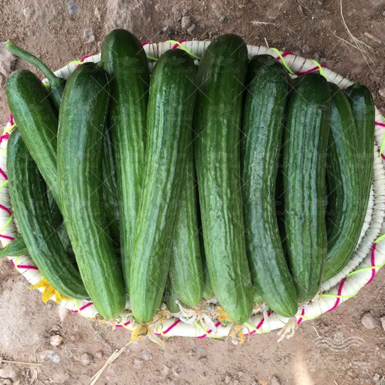 بذر خیار هیمالیا نیکرسون هلند پارتنوکارپ مخصوص کشت تونلی و فضای باز 500 عددی 3