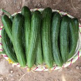 عکس کوچک بذر خیار هیمالیا نیکرسون هلند پارتنوکارپ مخصوص کشت تونلی و فضای باز 500 عددی 3