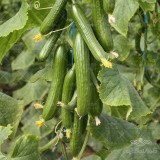 عکس کوچک بذر خیار گلخانه ای کیهان از شرکت نیکرسون هلند 500 عددی 2