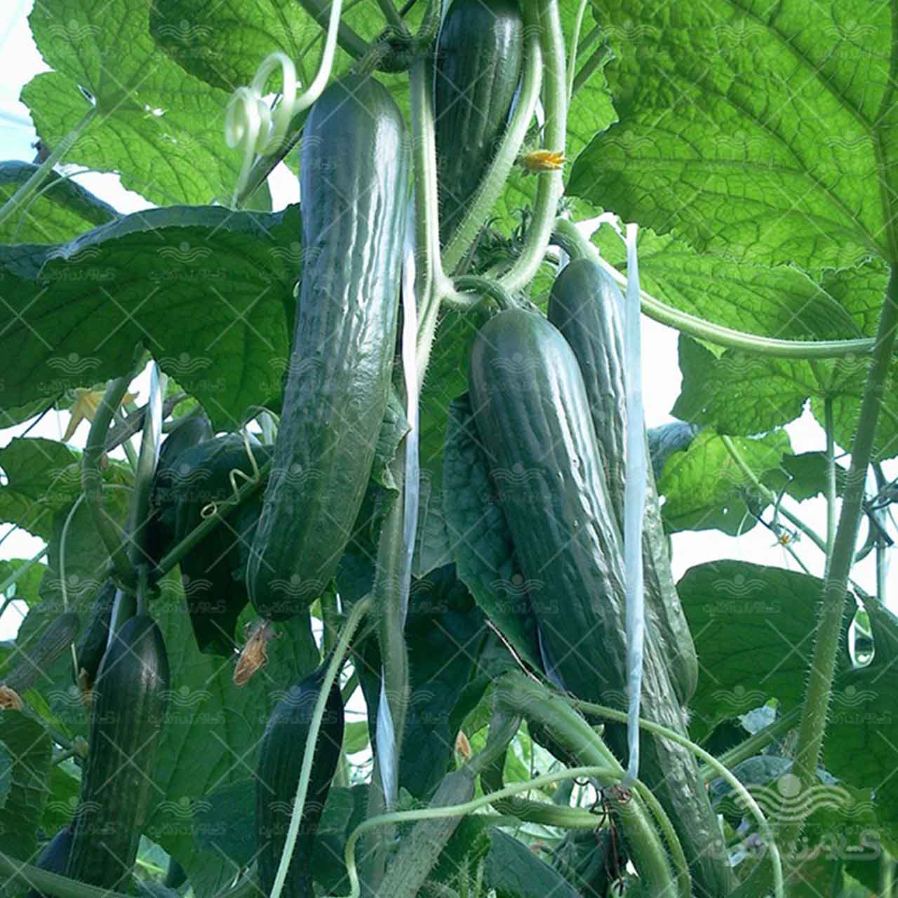 بذر خیار گلخانه ای کیهان از شرکت نیکرسون هلند 500 عددی 3