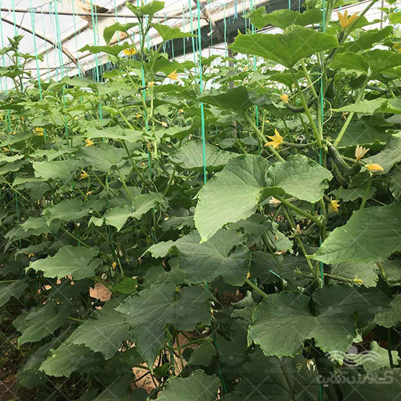 بذر خیار گلخانه ای کیهان از شرکت نیکرسون هلند 500 عددی 4