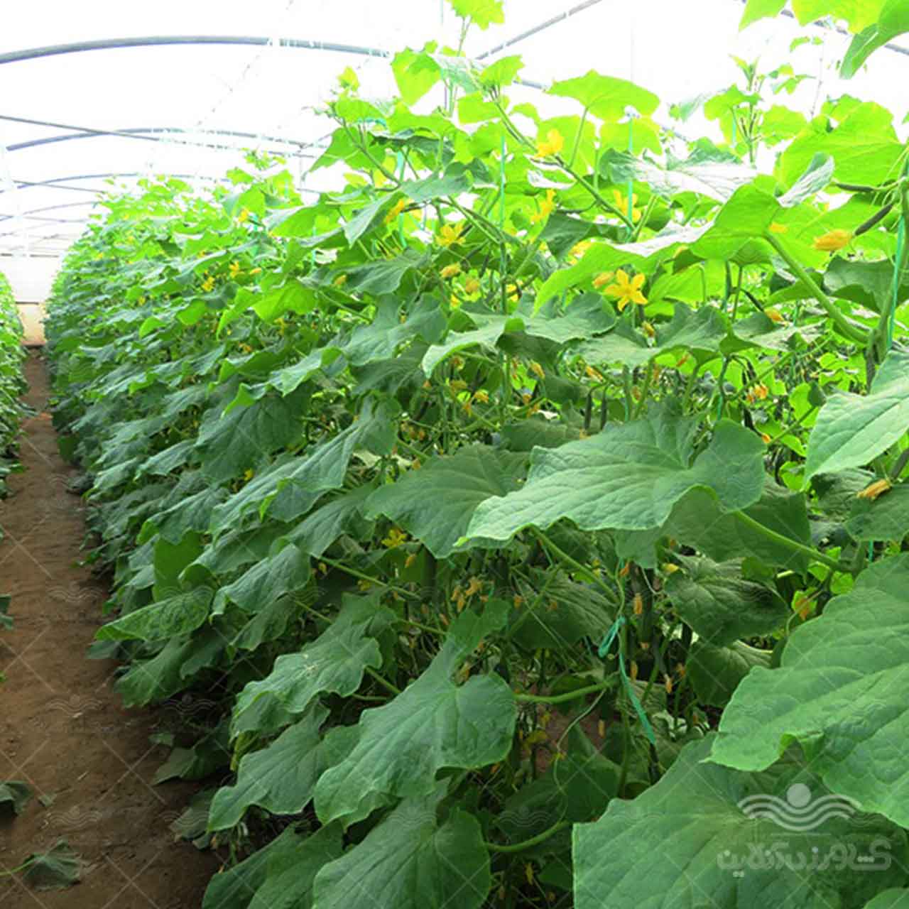 بذر خیار گلخانه ای شهاب از شرکت نیکرسون هلند 500 عددی 3