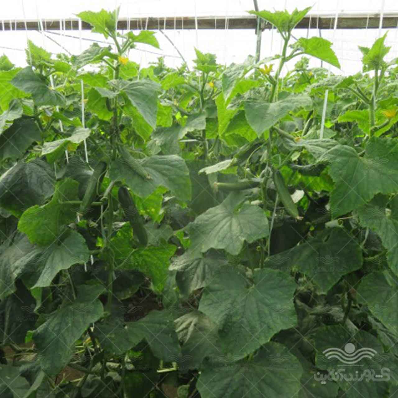 بذر خیار گلخانه ای نیکرسون 485 مناسب کشت پاییز و زمستان 500 عددی 2