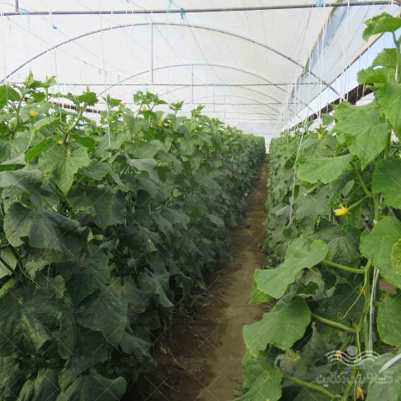 بذر خیار گلخانه ای نیکرسون 485 مناسب کشت پاییز و زمستان 500 عددی 3