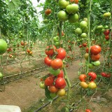عکس کوچک بذر گوجه گلخانه ای پارمیس نیکرسون هلند 500 عددی 3