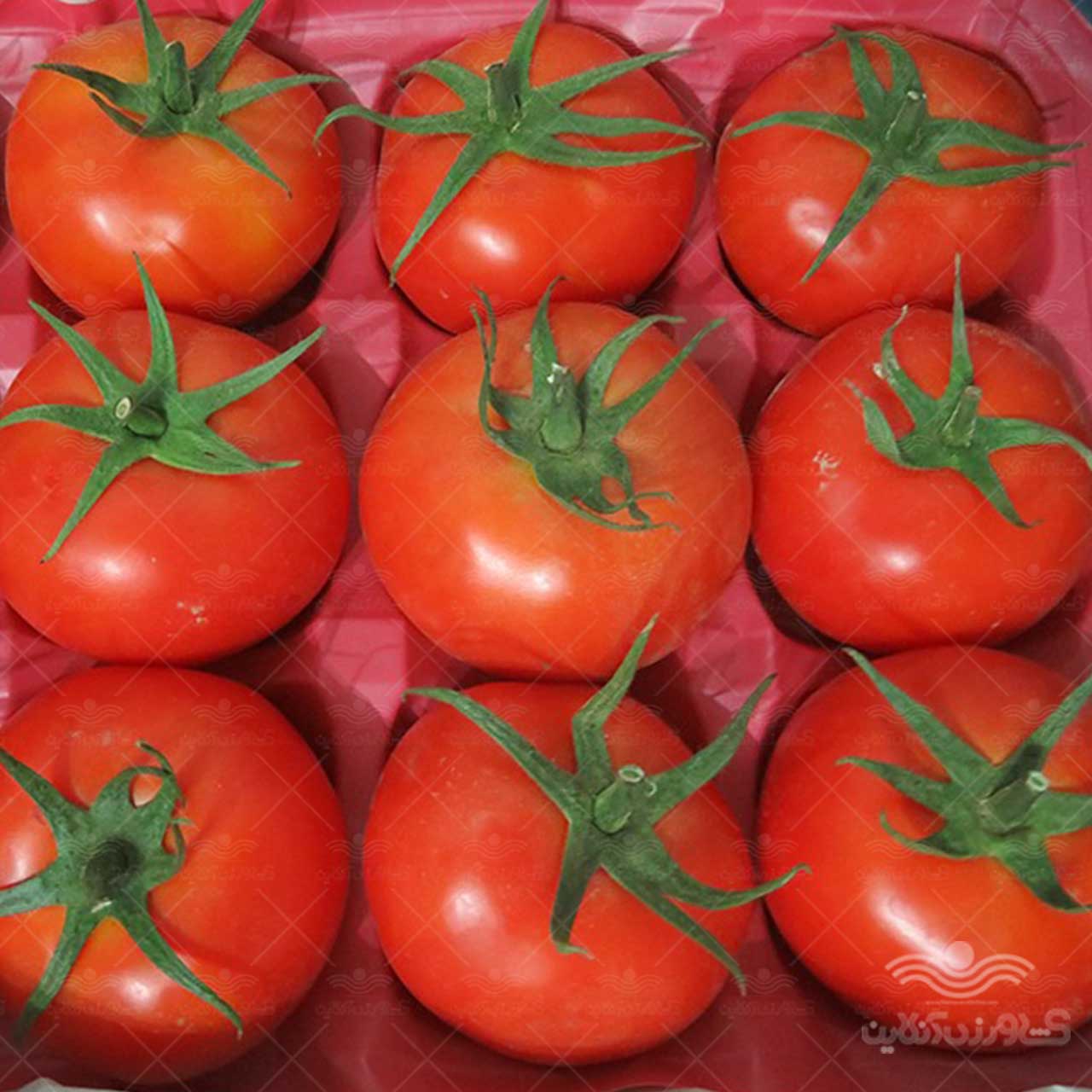 بذر گوجه گلخانه ای پردیس نیکرسون هلند 500 عددی 1