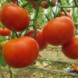 عکس کوچک بذر گوجه گلخانه ای پردیس نیکرسون هلند 500 عددی 2