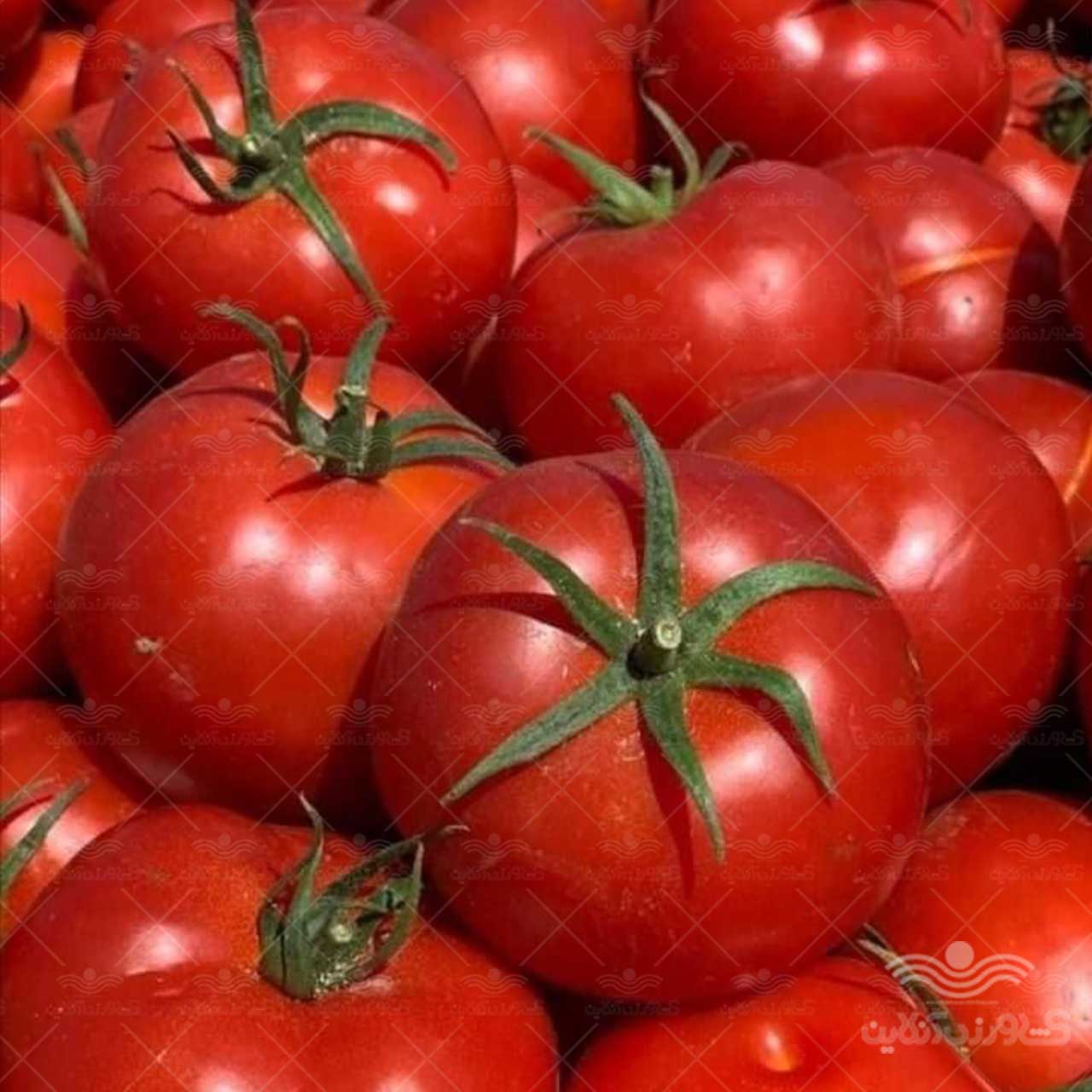 بذر گوجه فرنگی گرد زودرس و پربار نیلاروز 5000 عددی 1