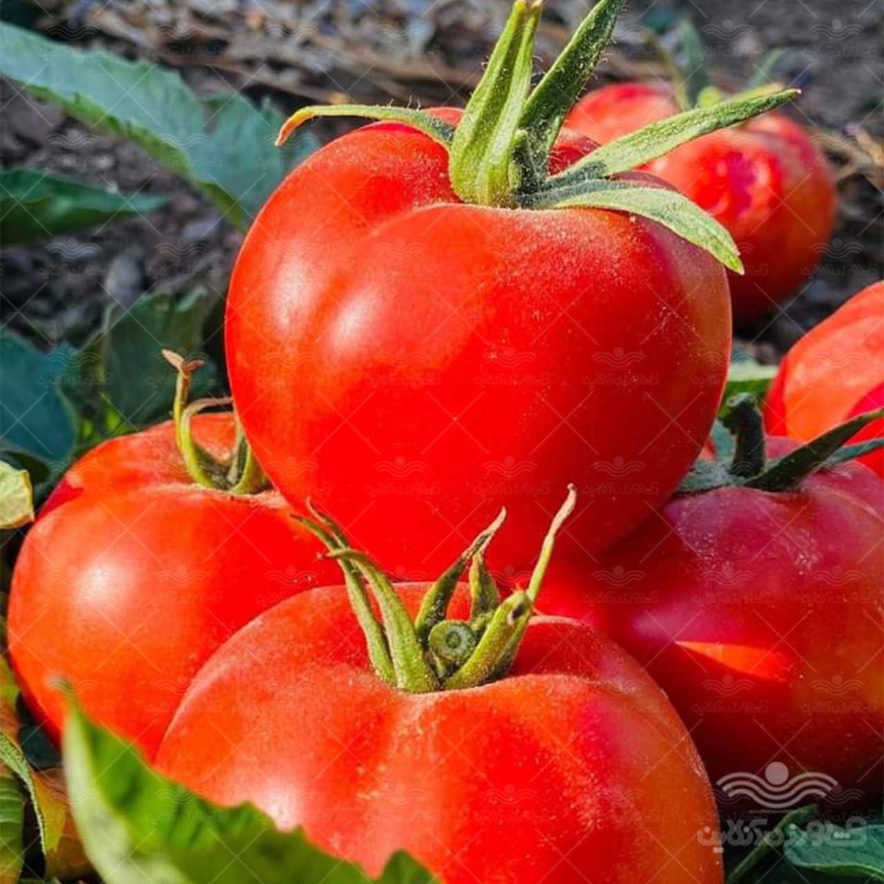بذر گوجه فرنگی گرد زودرس و پربار نیلاروز 5000 عددی 2