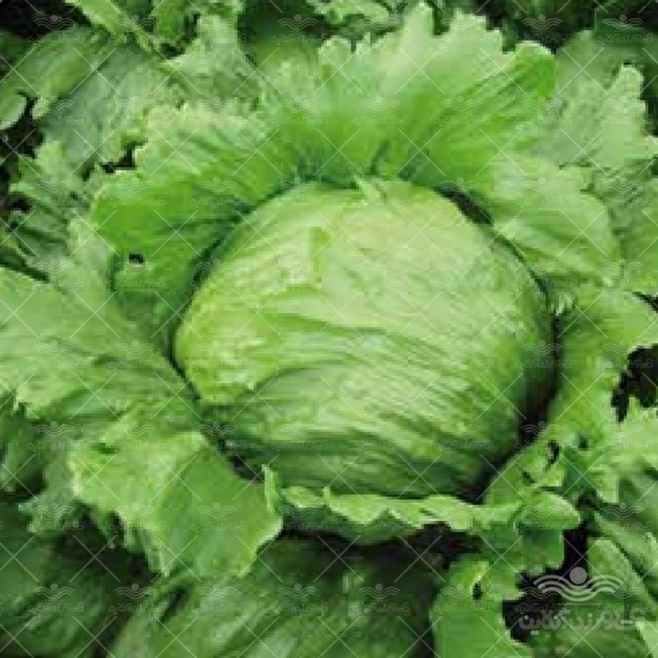 بذر کاهو آیسبرگ سبز روبی 5 هزار عددی اسپانیایی پرفروش ترین بذر در بازار 3