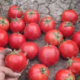 عکس کوچک بذر گوجه فرنگی یارا از شرکت سن مارتین آمریکا مشابه بدرو فلات 5000 عددی 3