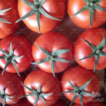 بذر گوجه فرنگی درختی والنسیا خانگی