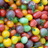 عکس کوچک بذر گوجه چری گلابی