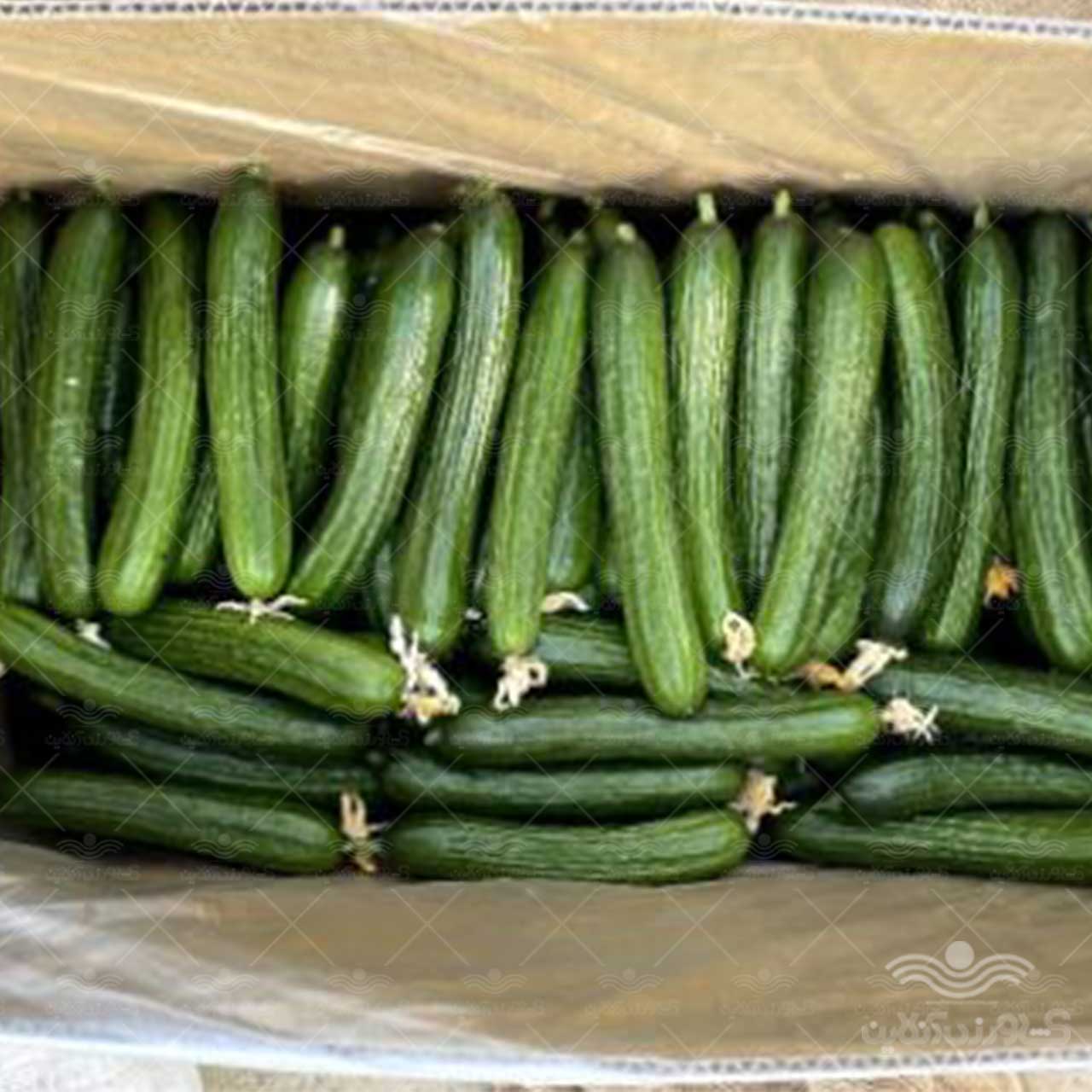 بذر خیار گلخانه ای میان گل رخسار ناسکو 500 عددی 2