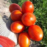 عکس کوچک بذر گوجه فرنگی ردکنر ناسکو رقمی صنعتی ویژه کارخانه با بریکس 7 2