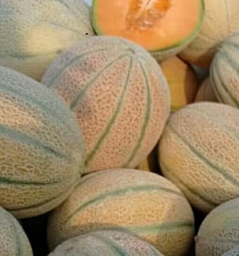بذر ملون یا خربزه جانا خانگی ده عددی