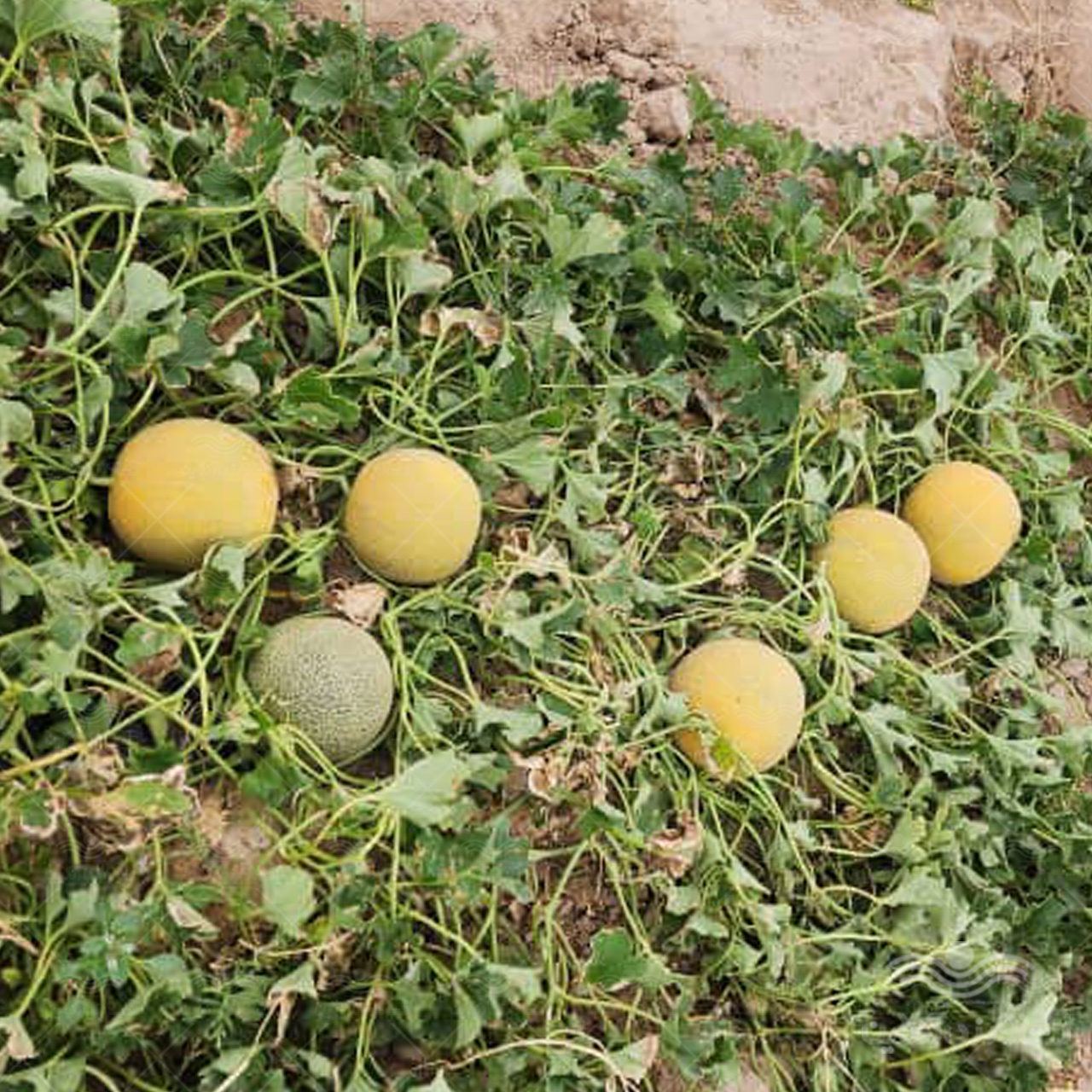 بذر ملون گرد گالیا پاتریوت 1000 عددی 2
