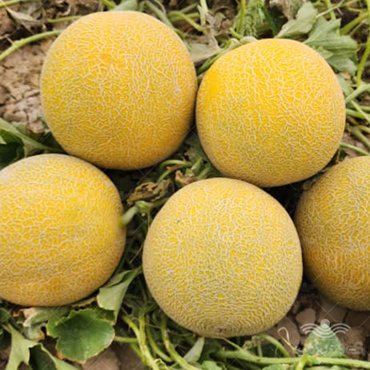 بذر ملون گرد گالیا پاتریوت 1000 عددی 3