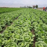 عکس کوچک بذر کاهو سیاه فارو ایتالیا 25000 عددی 2