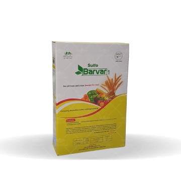 باکتری تیوباسیلوس یک کیلویی