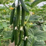عکس کوچک بذر خیار گلخانه ای پرگل وزیر مناسب کشت در تمام فصول و سراسر کشور 3