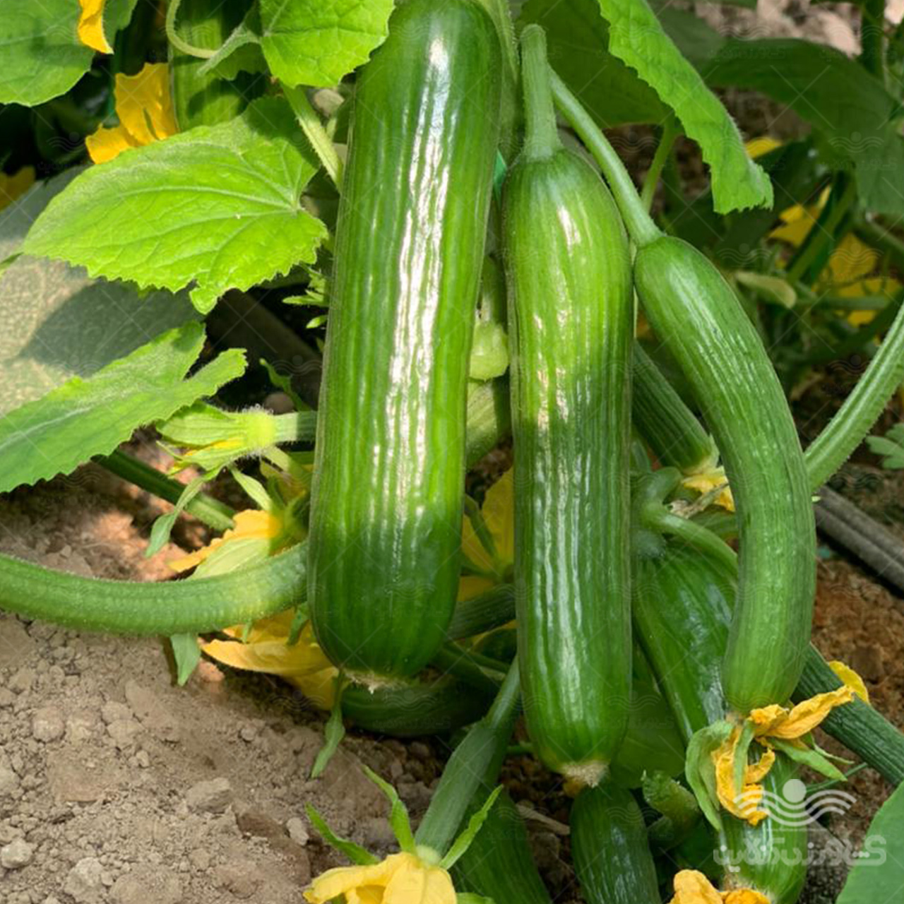 بذر خیار گلخانه ای پرگل وزیر مناسب کشت در تمام فصول و سراسر کشور 4