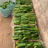 عکس کوچک بذر خیار گلخانه ای پرگل وزیر مناسب کشت در تمام فصول و سراسر کشور 5