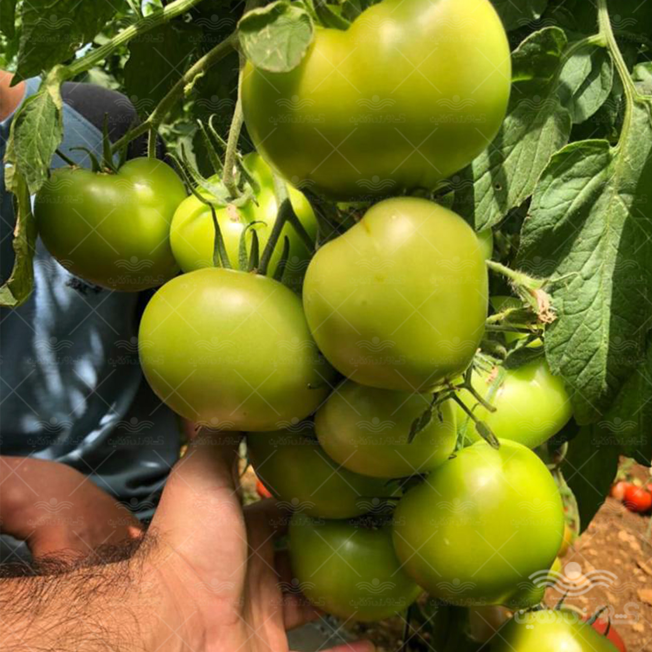 بذر گوجه گلخانه ای پرگل سندی هلند 1000 عددی 1