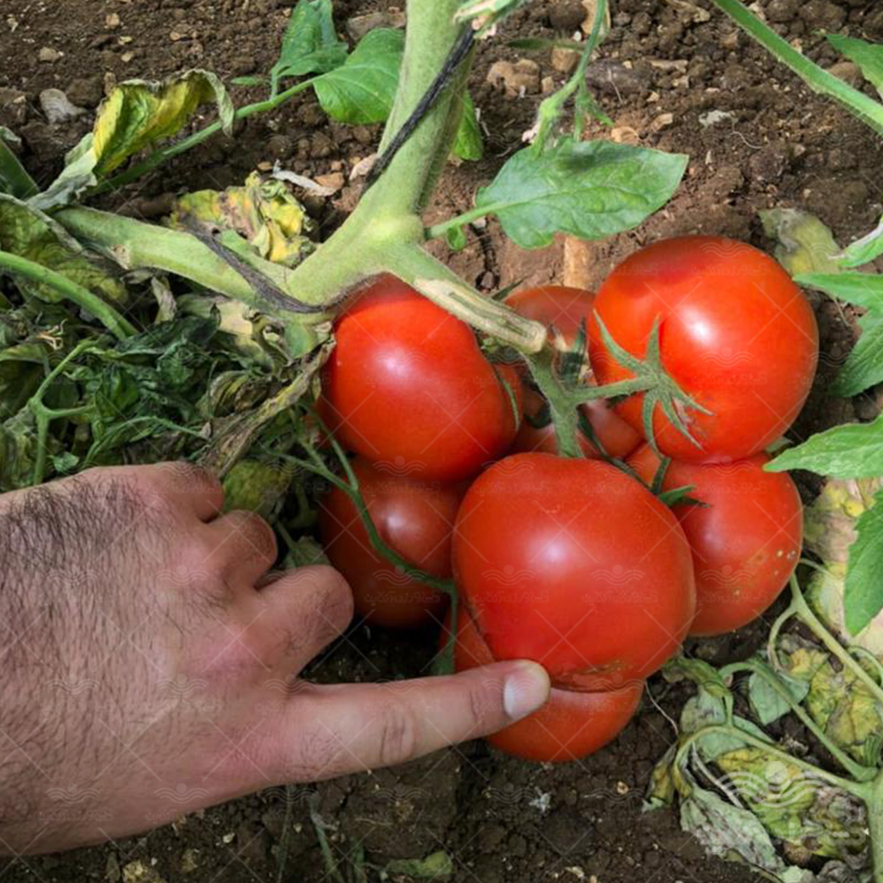 بذر گوجه گلخانه ای پرگل سندی هلند 1000 عددی 2