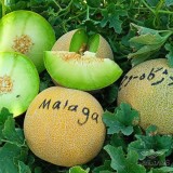 عکس کوچک بذر ملون مالاگا کاملا مشابه داکو 1000 عددی 5
