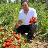 عکس کوچک پربارترین بذر گوجه فرنگی رقم 2291 کریدو هلند 1000 عددی 2