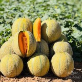عکس کوچک بذر ملون (خربزه ) تیپ جانا رقم 5013 کریدو هلند 1000 عددی 2