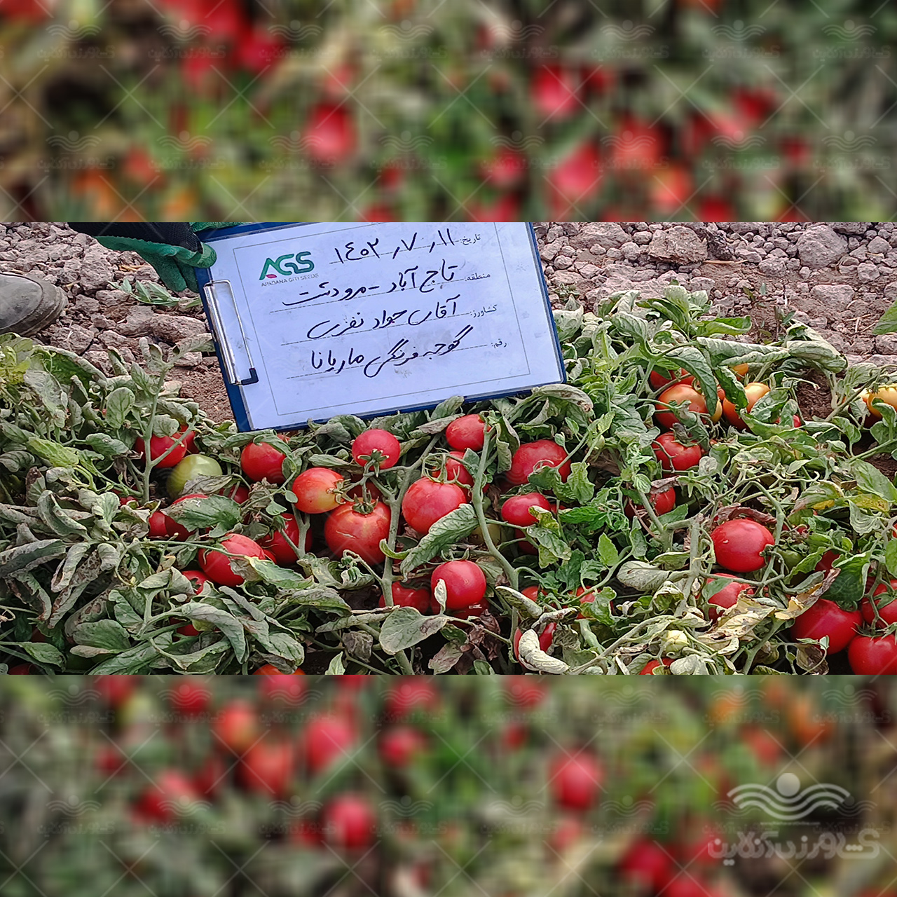 بذر گوجه فرنگی ماریانا ثمین سابق جایگزین سانسید  6189 4