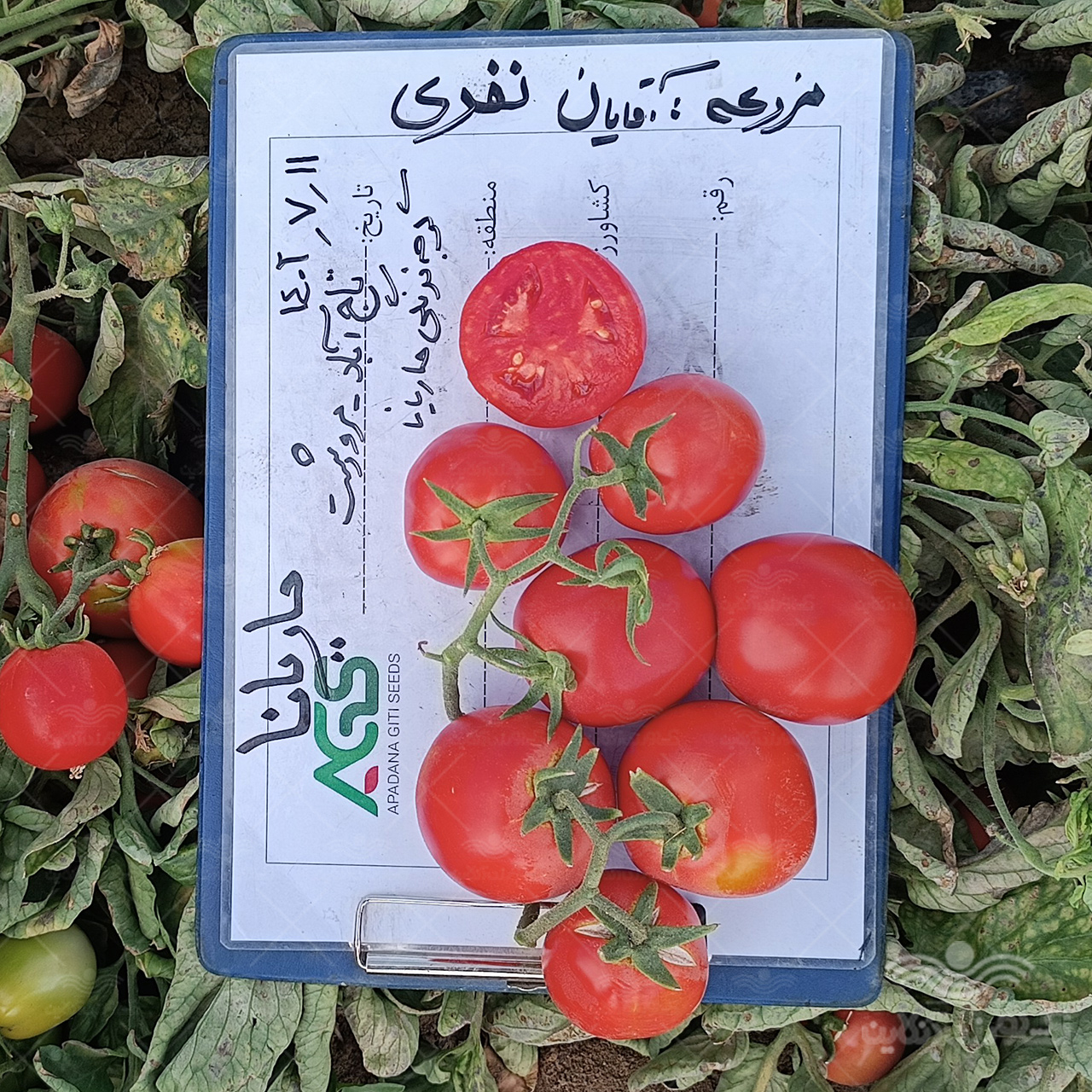 بذر گوجه فرنگی ماریانا ثمین سابق جایگزین سانسید  6189 5