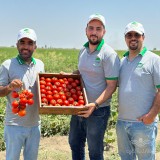 عکس کوچک بذر گوجه فرنگی زودرس پربار مارس تیپ بلوکی 5000 عددی 2