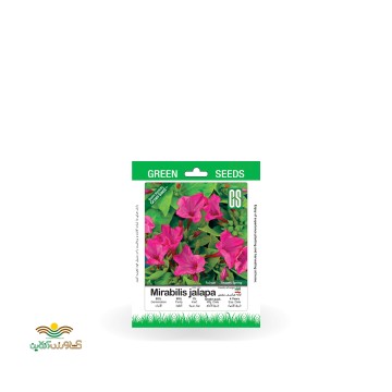 بذر خانگی گل لاله عباسی بنفش سینا